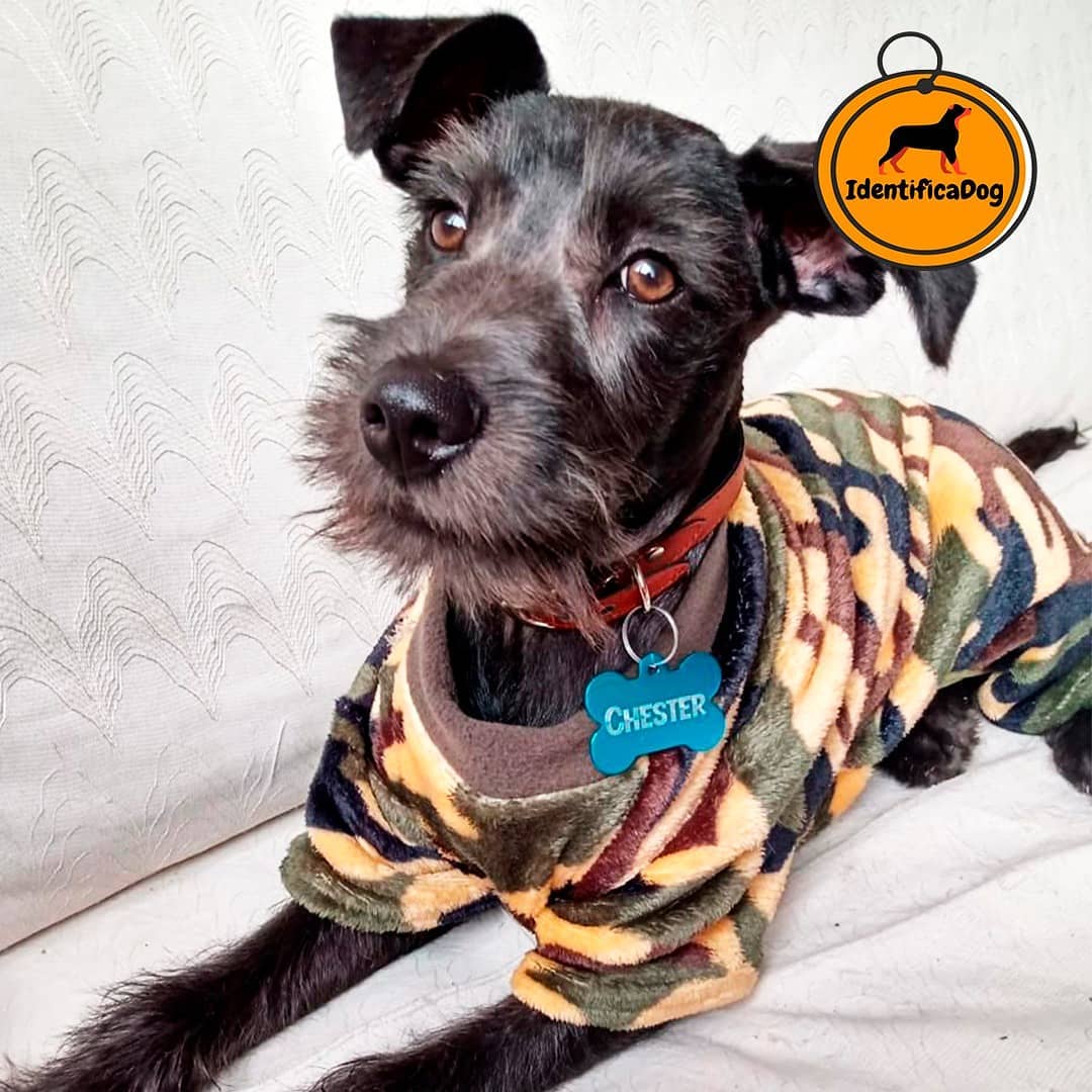 identificadog (4)