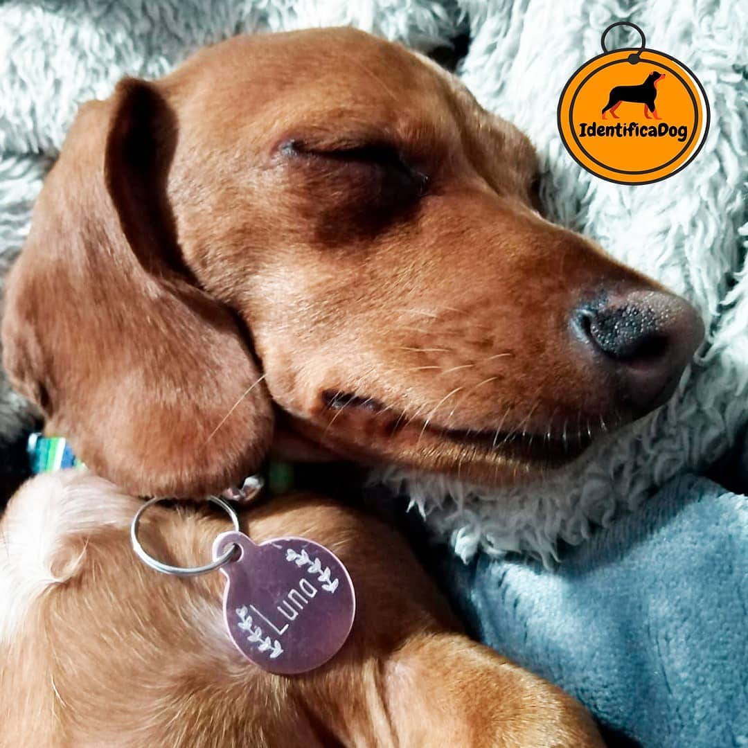 identificadog (5)